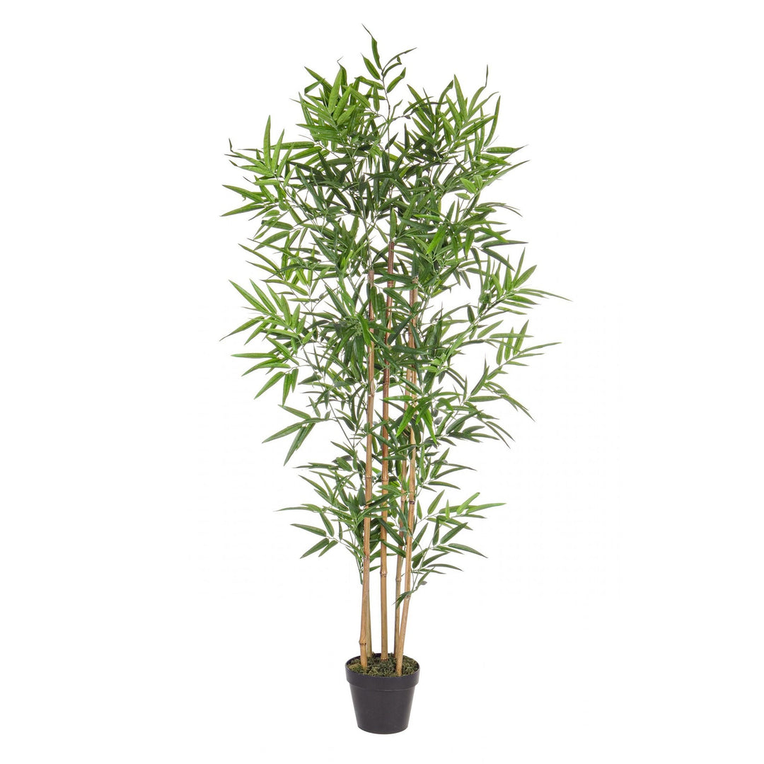 1614892426_PIANTA-BAMBU-1-scaled