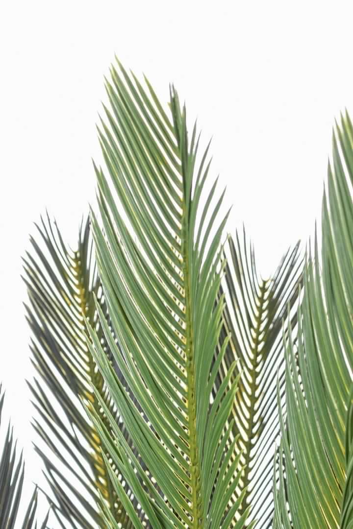 Pianta artificiale "Palma Cycas" con foglie e rami in PE, vaso in plastica