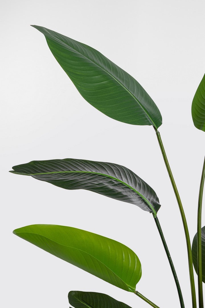 Pianta "Strelitzia" con vaso in plastica nero, foglie in gomma