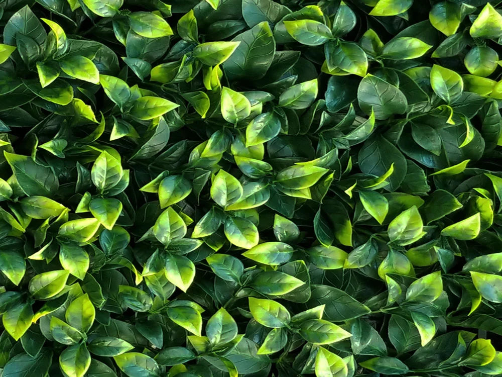Siepe artificiale per parete sempreverde verticale "Gardenia" da intero ed esterno 50 x 50 cm