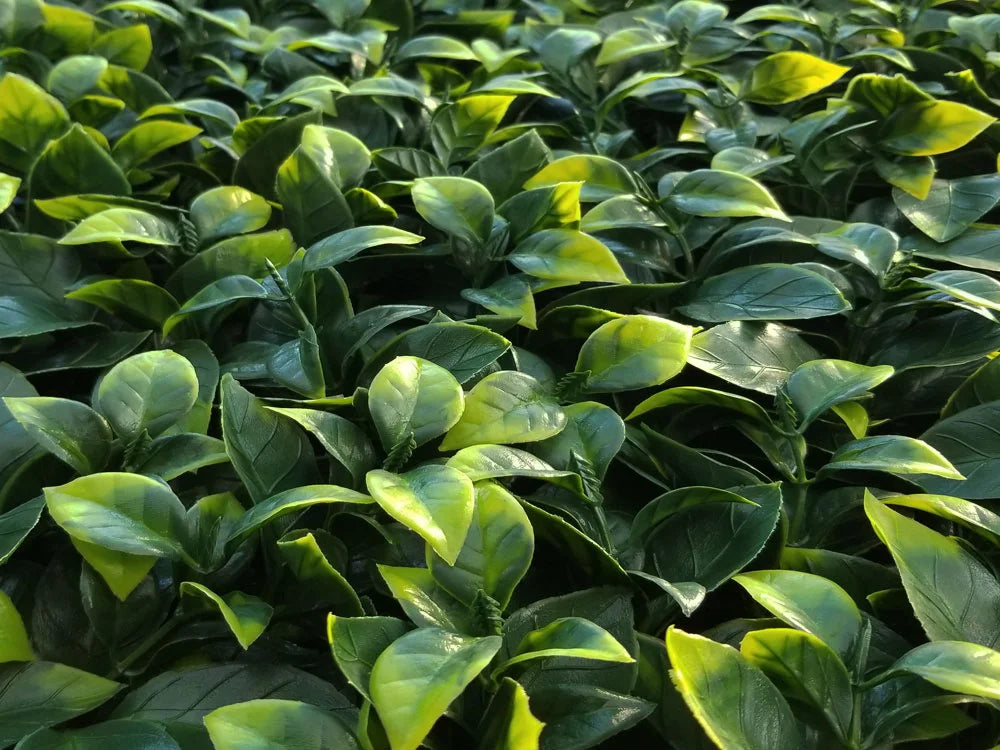 Siepe artificiale per parete sempreverde verticale "Gardenia" da intero ed esterno 50 x 50 cm