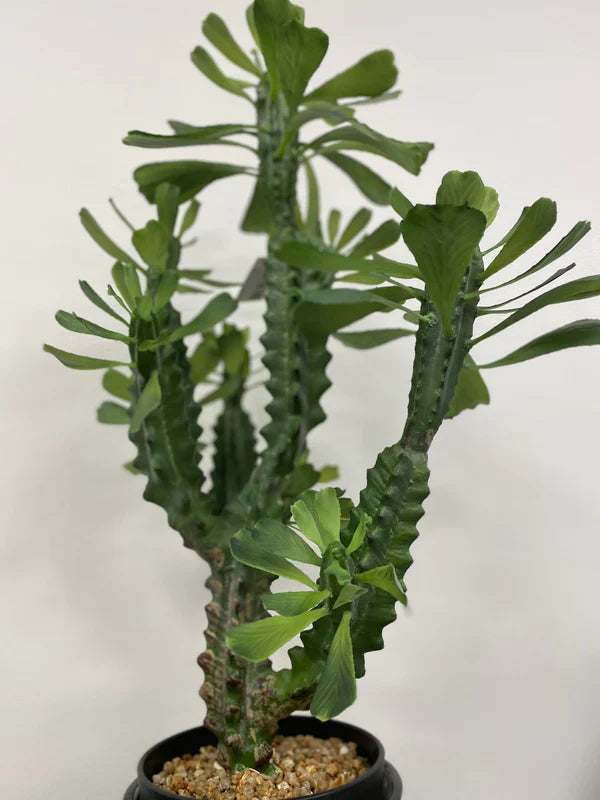 Cactus "West" in vaso pianta grassa artificiale per interno ed esterno h 63 cm